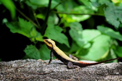 Close-up of lizard on rock