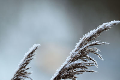 Close-up of frozen plant against sky