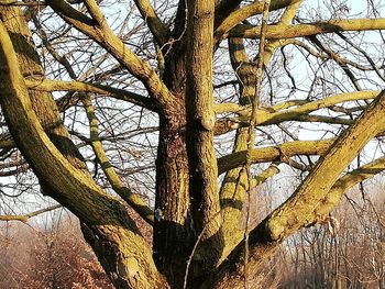 Low angle view of bare tree against sky