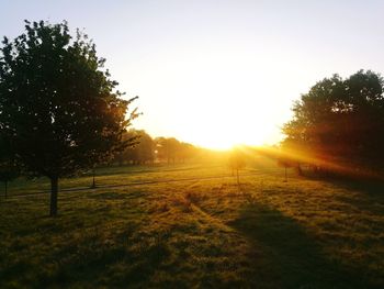 Trees on field against sky during sunset