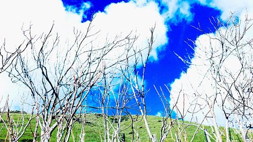 Birds against blue sky