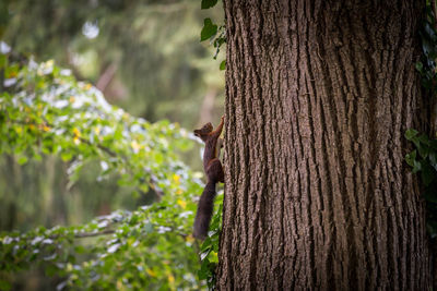 Squirrel on tree climbing