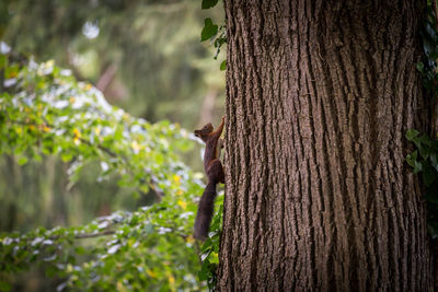 Squirrel on tree trunk