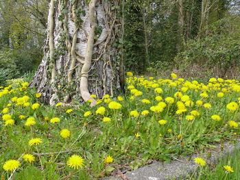 Yellow flowers in forest