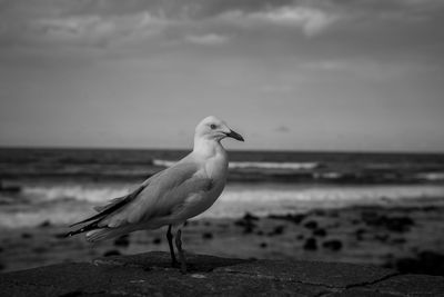 Close-up of seagull at beach against sky