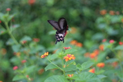 Butterfly pollinating on pink flower