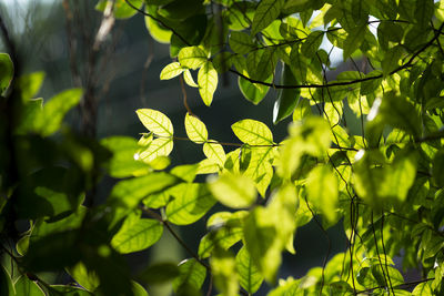 Close-up of leaves against blurred background