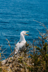 Seagull perching on a sea