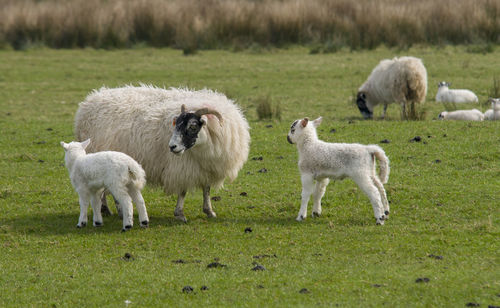 Sheep hebrides landscape
