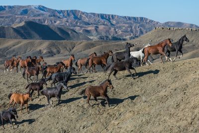 Horses on landscape