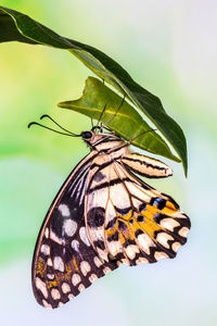 Close-up of butterfly on flower