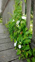 Close-up of plants