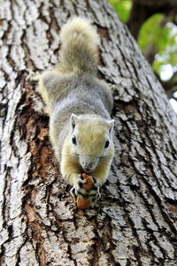 Close-up of squirrel on tree trunk