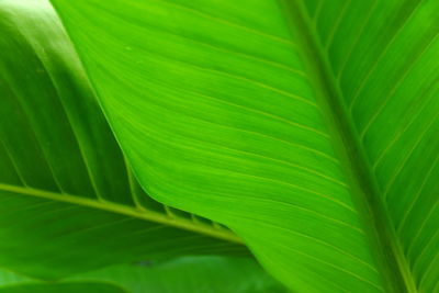 Close-up of green leaves