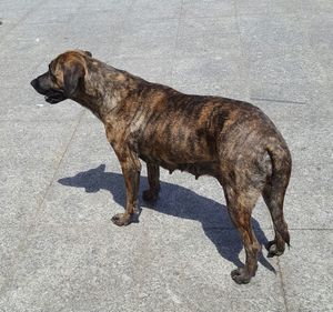 Dog standing on street