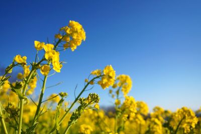 Yellow rapeseed flowers in field against clear sky