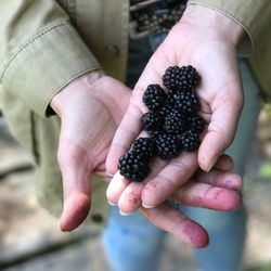 Midsection of person holding blackberries