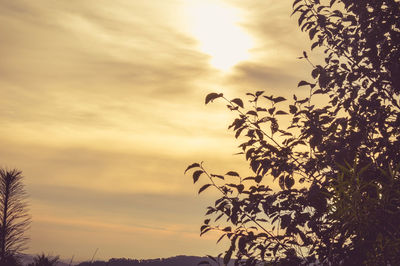 Low angle view of silhouette tree against sky at sunset