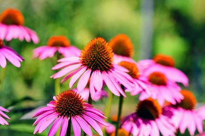 Close-up of pink flowers in park