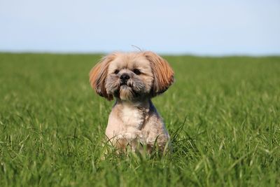 Portrait of dog on field