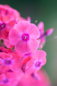 Close-up of pink flowers blooming outdoors