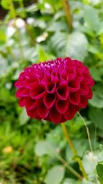 Close-up of pink flower blooming outdoors