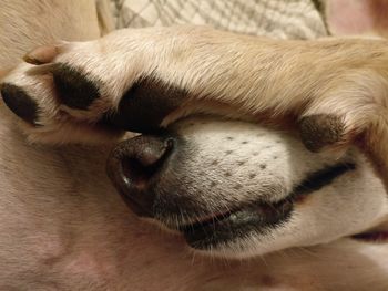 Close-up of dog sleeping