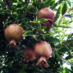 Close-up of leaves on tree