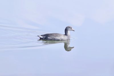 Bird swimming in lake