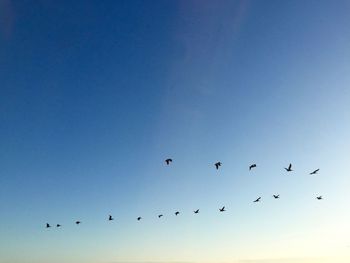 Low angle view of bird flying in sky