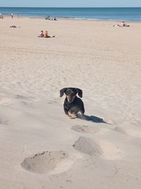 Dachshund running on sandy beach