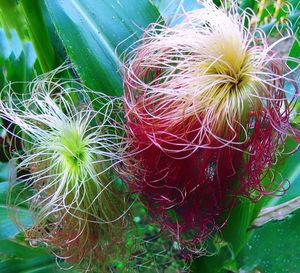 High angle view of flowering plants on field