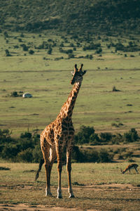 Giraffe in the wood