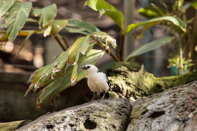 Bird perching on tree