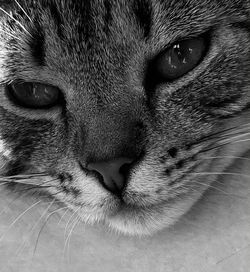 Close-up portrait of cat