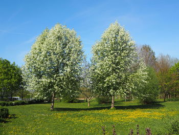 Trees on field against sky