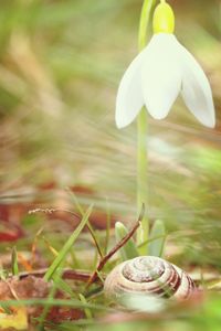 Close-up of flower against blurred background