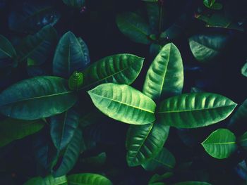 Close-up of green leaves