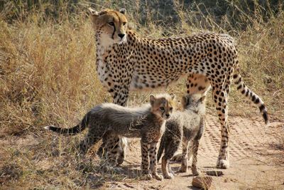Side view of cheetah with cubs