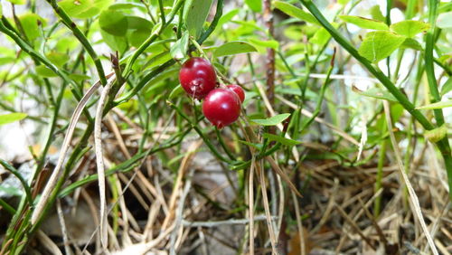 Close-up of red berries growing on tree