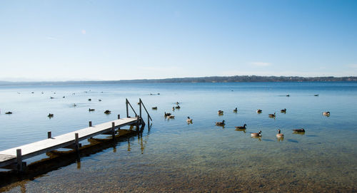 Seagulls on wooden post in sea against clear sky