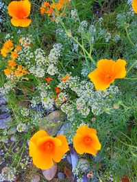 High angle view of yellow flowering plant on field