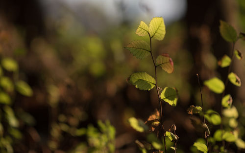 Close-up of plant