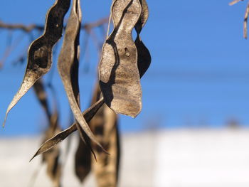 Close-up of plant against blurred background