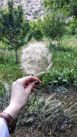 Midsection of person holding dandelion against plants