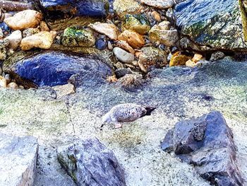 High angle view of turtle on rock at beach