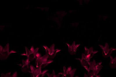 Close-up of red flowers against black background