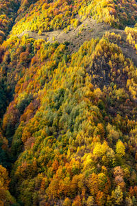 High angle view of trees in forest