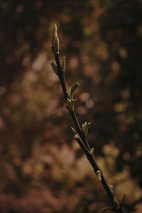 Close-up of flower buds