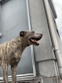 Low angle view of a dog yawning